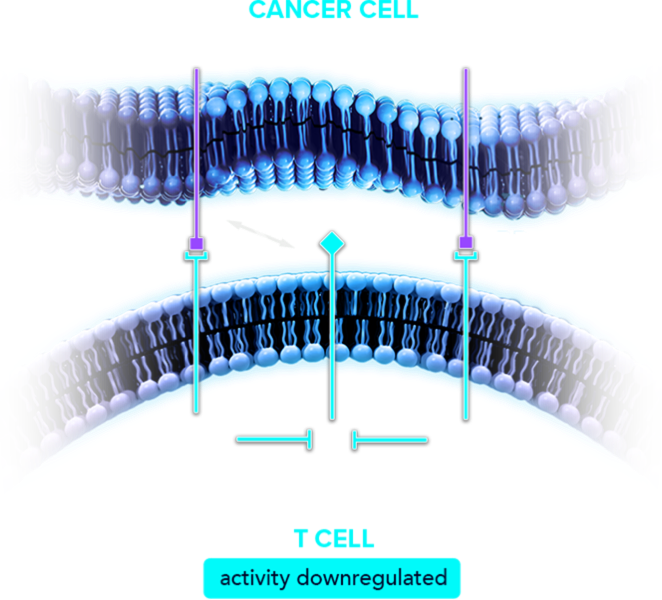 TIGIT + PD-1 pathway.